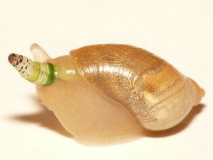 Parasite mind control snail with a zombie parasite
