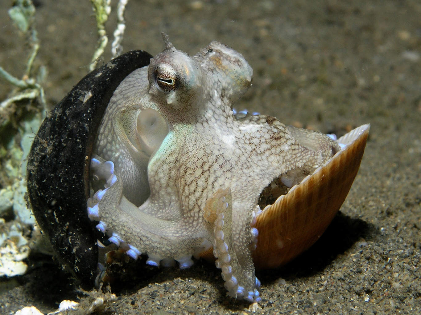 defensive tool use in octopuses