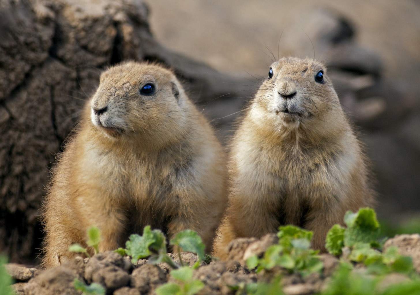 The Linguistic Genius of Prairie Dogs - Animal Cognition