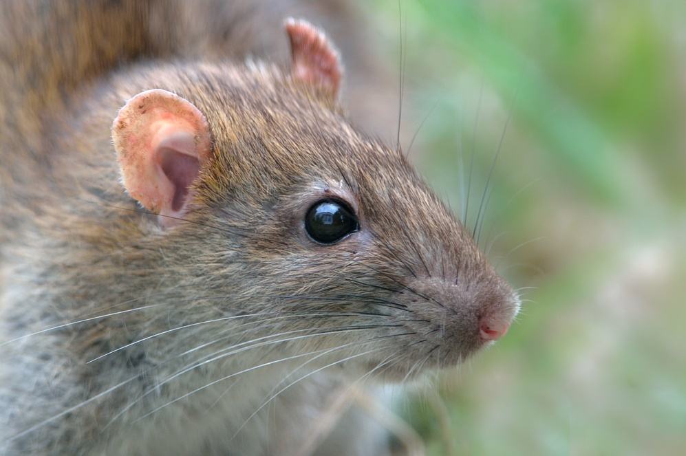 Brown Rat byanimals smarter than humans