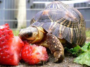 Smart tortoise