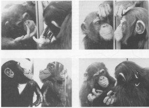 Chimp looking in mirror