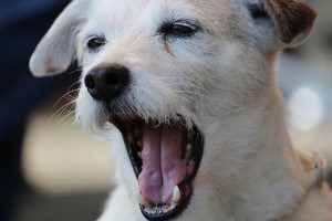 yawns contagious in dogs