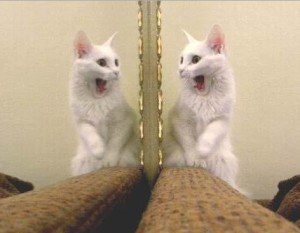 Cat shocked by reflection, list of animals that have passed the mirror test