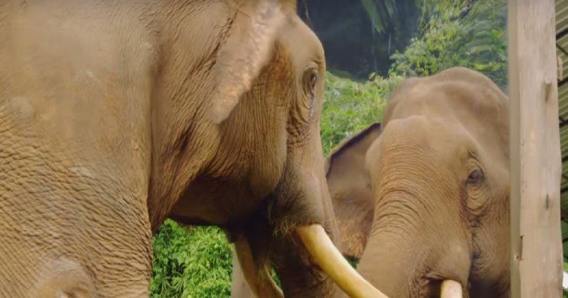 Elephant looking in mirror