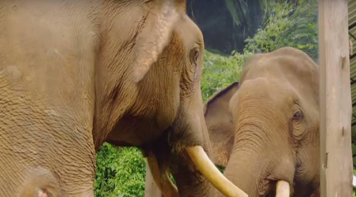 Elephant looking in mirror