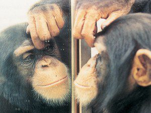 Chimp looking in mirror