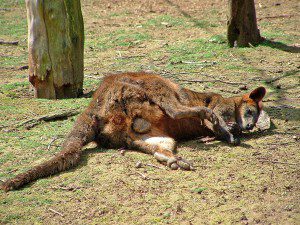 Wallaby high on opium