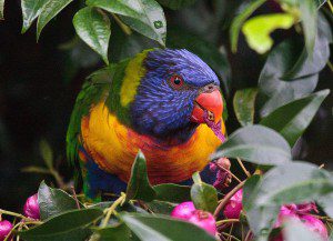Lorikeet feeding on berries