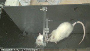 Rat Saving Rat Immersed in Water
