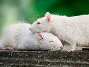 Two snuggling rats by Noah Brandt