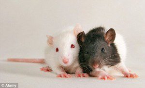 empathy in rats