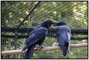 Crows Socializing, corvid intelligence