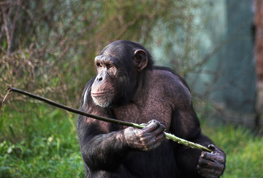 Spear-Hunting Chimps