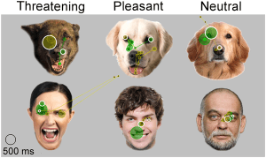 Dogs Facial Scanning Emotions, dogs recognize human emotions