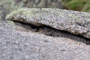 Rattlesnakes Laying Together, snake social behavior