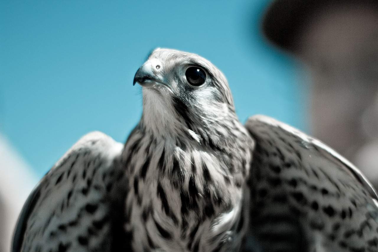 Small Falcon Predator