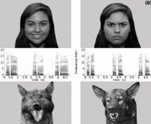 Dog and Human Facial Expressions, dogs recognize human emotions
