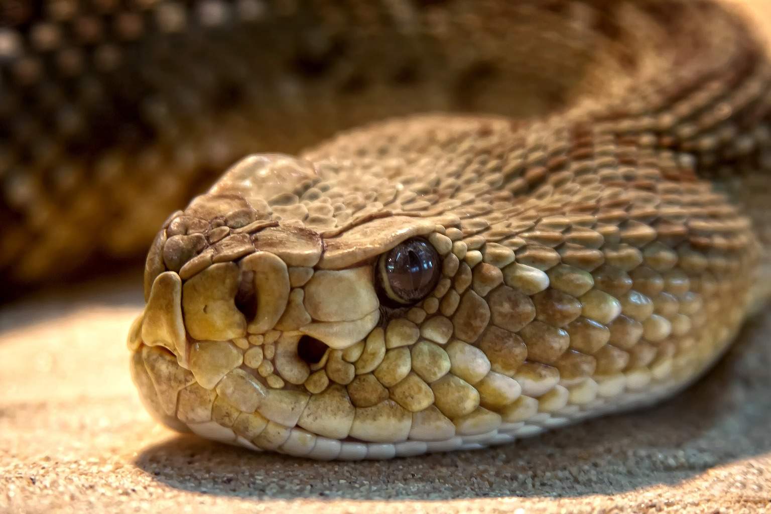 Rattlesnake Close Up