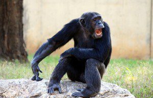 Chimpanzee with Open Mouth