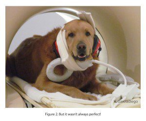 Dog in fMRI scanner