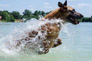 Malinois Dog Running Through Water