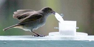 Bird opening food container, Environment Influences Animal Intelligence