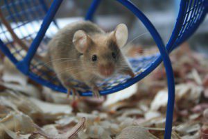 Mouse on wheel, Environment Influences Animal Intelligence