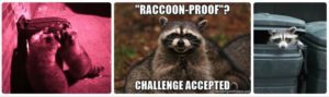 Raccoon Trash Cans