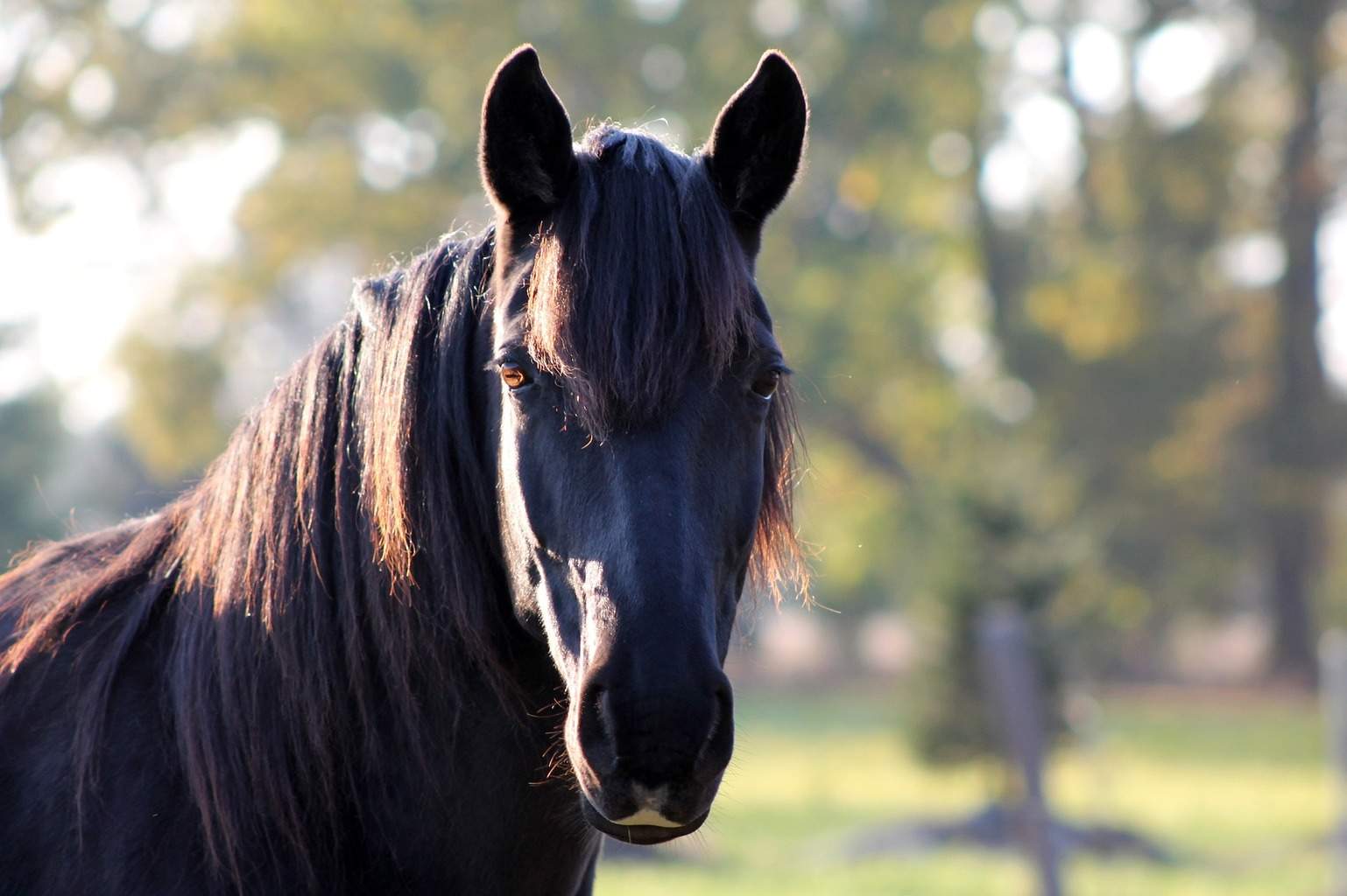 Horse communication with humans