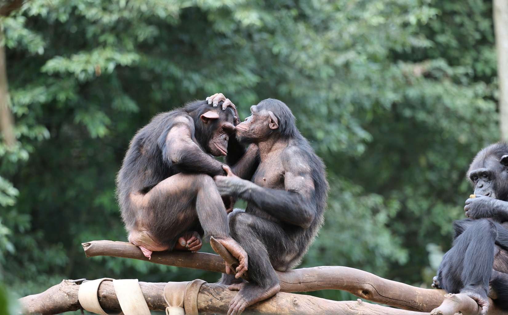 altruism in chimpanzees