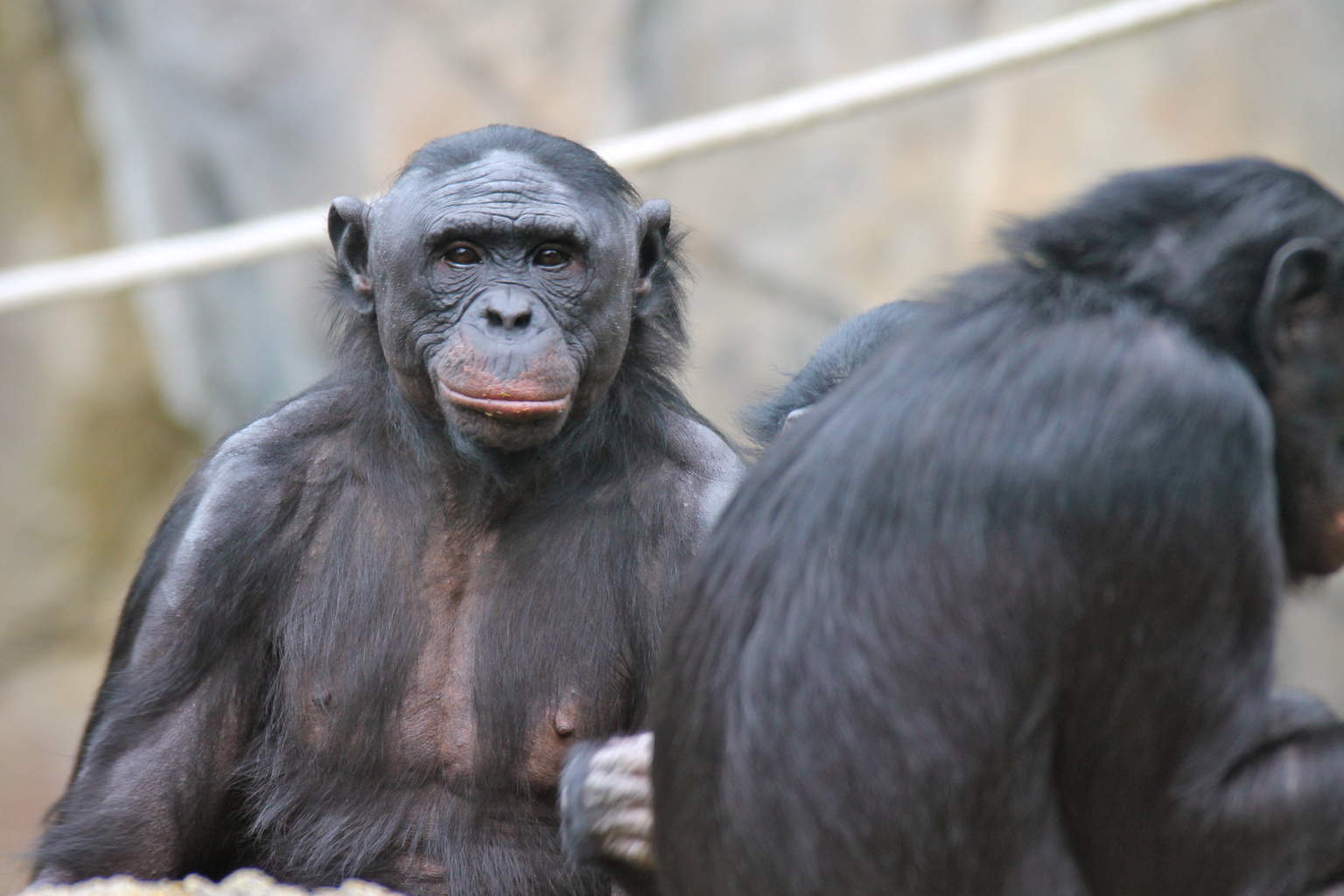Bonobo Female Coalition Brutality
