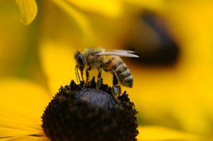 Bees surprisingly smart animals