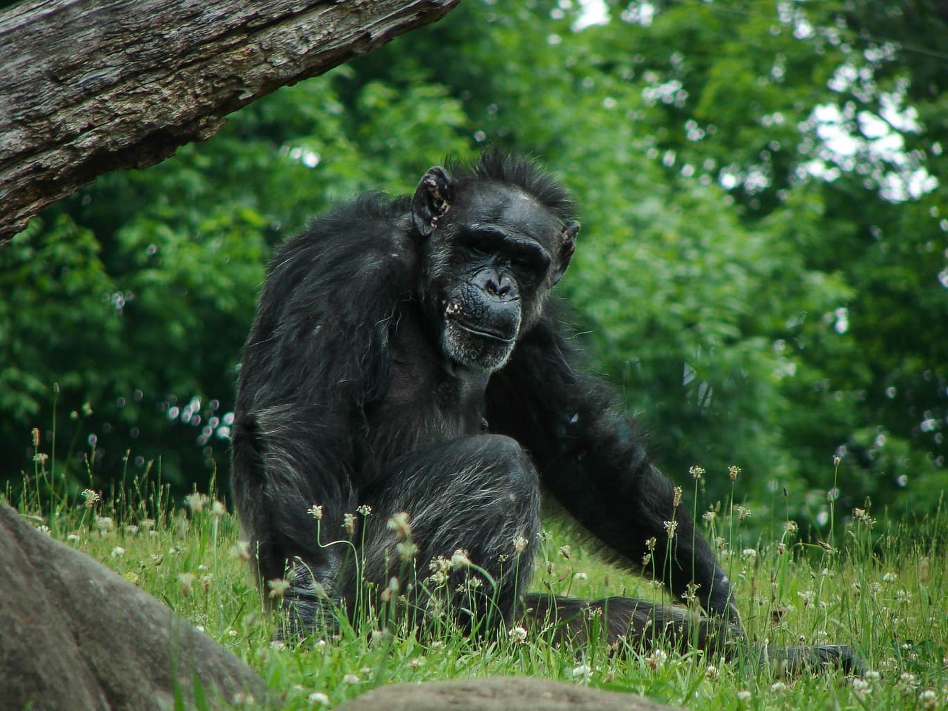 Great Apes Know When You're Wrong