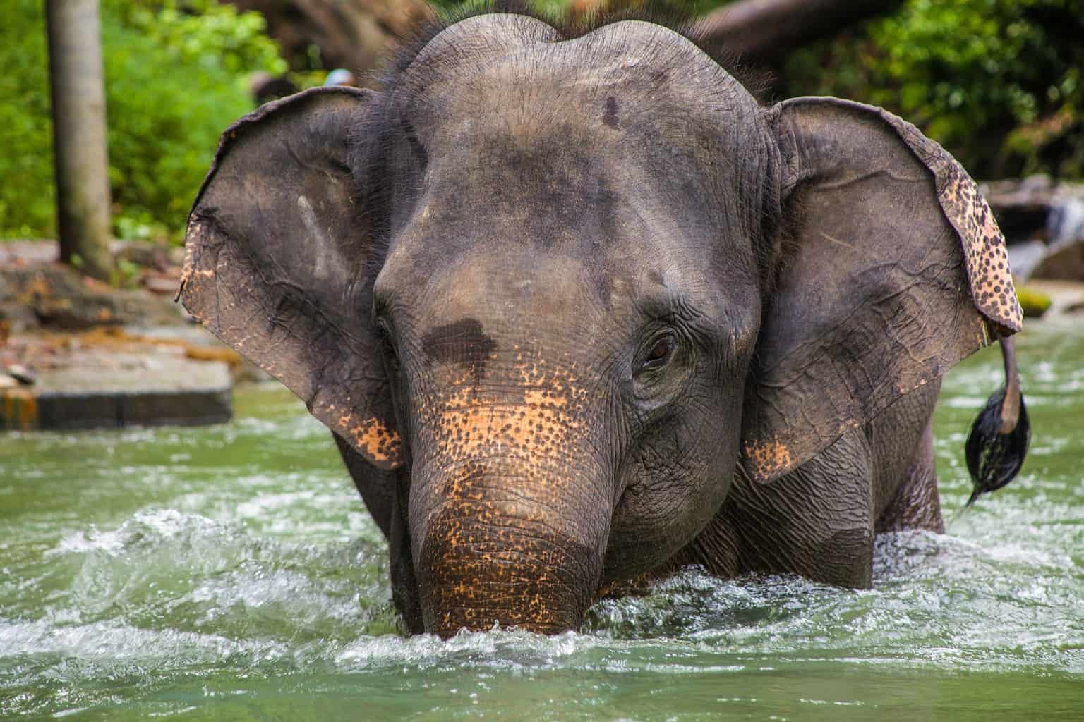 Asian Elephant